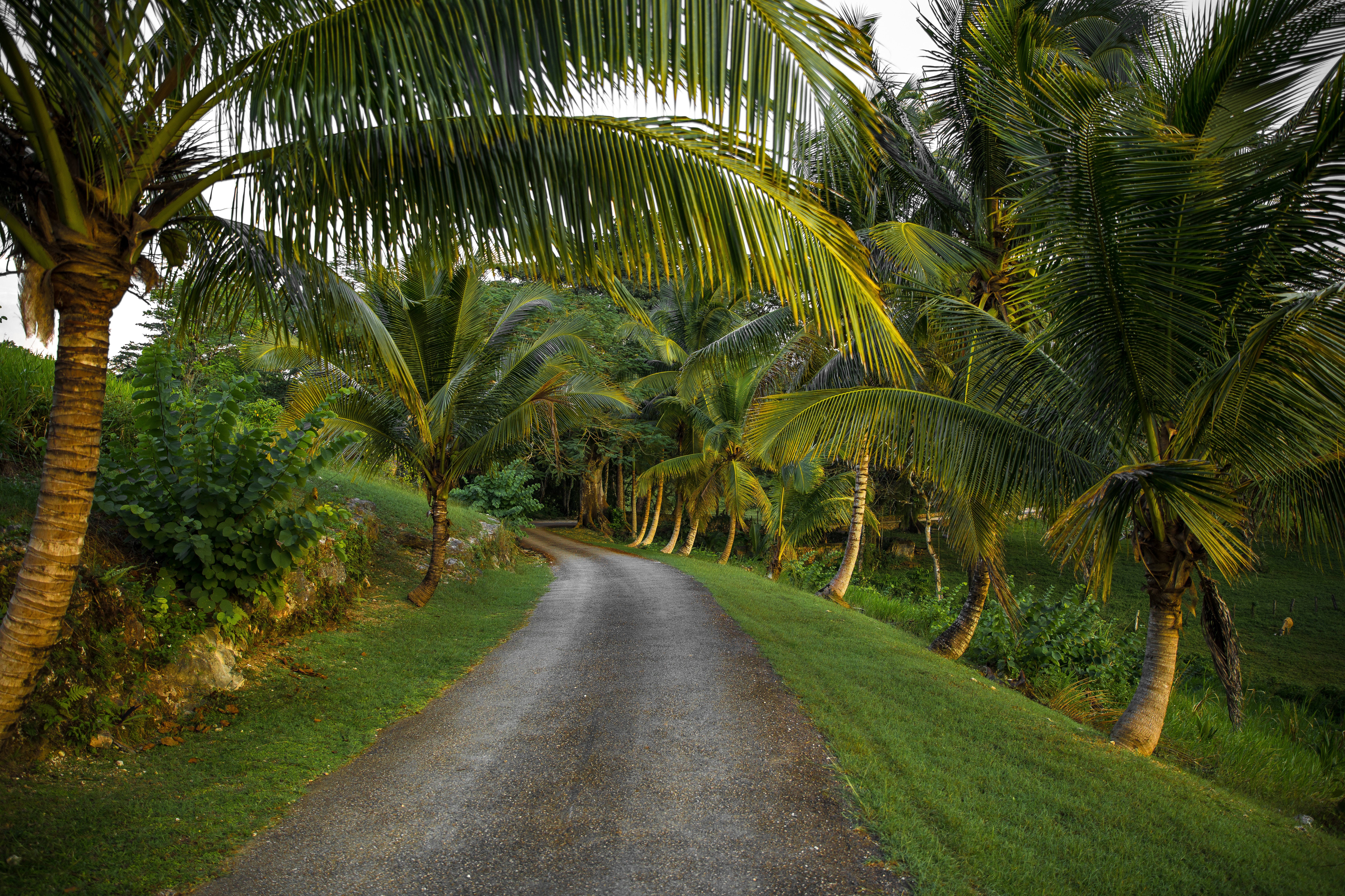 Jamaican scenery